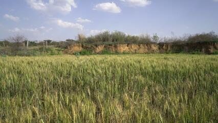 Field of barley in a summer day. Harvesting period. Gold wheat field and blue sky