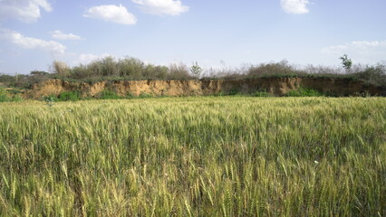 Field of barley in a summer day. Harvesting period. Gold wheat field and blue sky