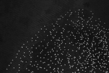 flamingos from sky black and white