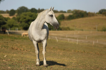 Lippezzaner mare. Purebred white mare on farm pasture. Summer hot day