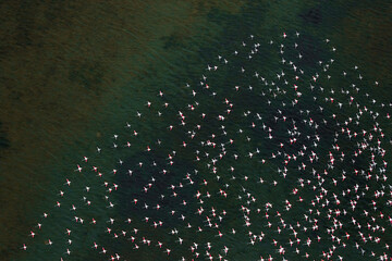 Fototapeta na wymiar flamingos from sky