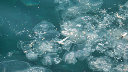 Jellyfish infestation and water pollution environmental damage to the seas in earth. harmful jellyfish are killing all beneficial living organisms in the sea