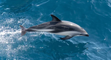 Fotobehang verspielter, springender Schwarzdelfin (Lagernohynchus obscurus) im offenen Meer © stylefoto24