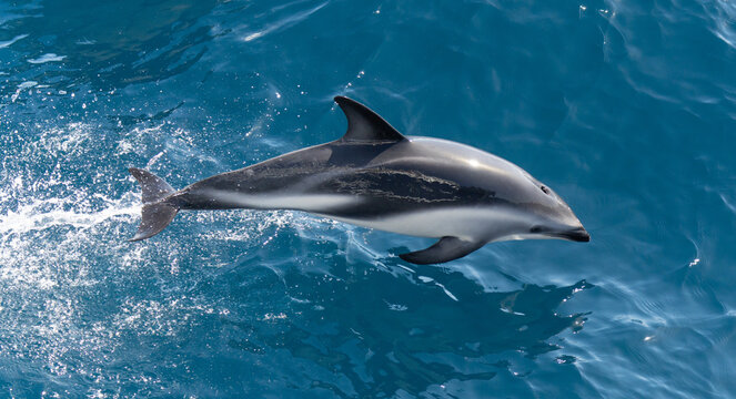 verspielter, springender Schwarzdelfin (Lagernohynchus obscurus) im offenen Meer