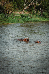 A hippo or hippopotamus with its mouth open in the Nile River in Murchison Falls National Park in Uganda Africa