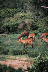 A group of waterbucks in Murchison Falls National Park in Uganda Africa