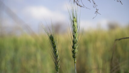 Fototapeta premium Field of barley in a summer day. Harvesting period. Gold wheat field and blue sky