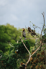 An African darter bird in a tree in Murchison Falls National Park in Uganda Africa