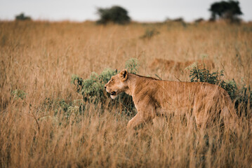 A female lion walking in a grassy field in Murchison Falls National Park in Uganda Africa