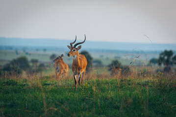 A Ugandan kob in Murchison Falls National Park Uganda Africa