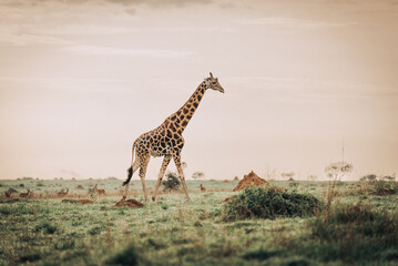 A lone giraffe in a field in Murchison Falls National Park in Uganda Africa 