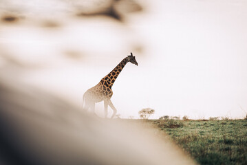 A lone giraffe in a field in Murchison Falls National Park in Uganda Africa 