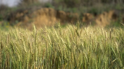 Field of barley in a summer day. Harvesting period. Gold wheat field and blue sky