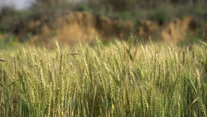 Fototapeta premium Field of barley in a summer day. Harvesting period. Gold wheat field and blue sky