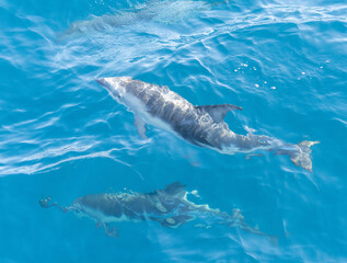 verspielter, springender Schwarzdelfin (Lagernohynchus obscurus) im offenen Meer © stylefoto24