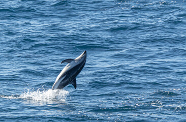 verspielter, springender Schwarzdelfin (Lagernohynchus obscurus) im offenen Meer