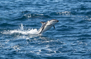 verspielter, springender Schwarzdelfin (Lagernohynchus obscurus) im offenen Meer