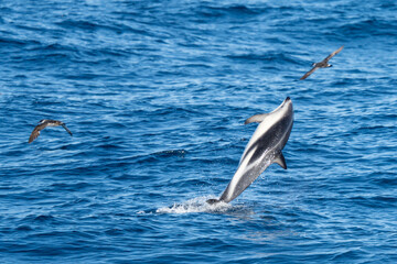 verspielter, springender Schwarzdelfin (Lagernohynchus obscurus) im offenen Meer © stylefoto24