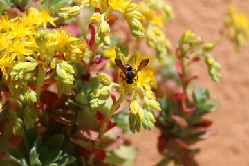 Abeja recolectando polen