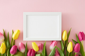 Nature spring concept. Top view photo of white photo frame colorful tulips flowers on isolated pastel pink background. Flat lay empty space