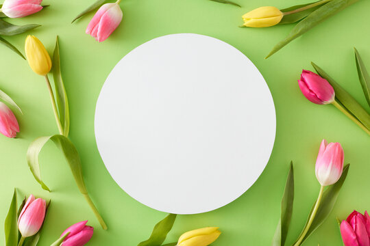 Spring concept. Creative layout of white circle yellow pink tulips flowers on isolated light green background. Flat lay blank space