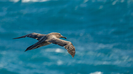 Dunkelalbatros (Phoebetria fusca) ein rußschwarzer Albatros mit charakteristisch langen, schmalen Flügeln und einem schmal auslaufenden Schwanz gleitet elegant im Segelflug durch die Luft
