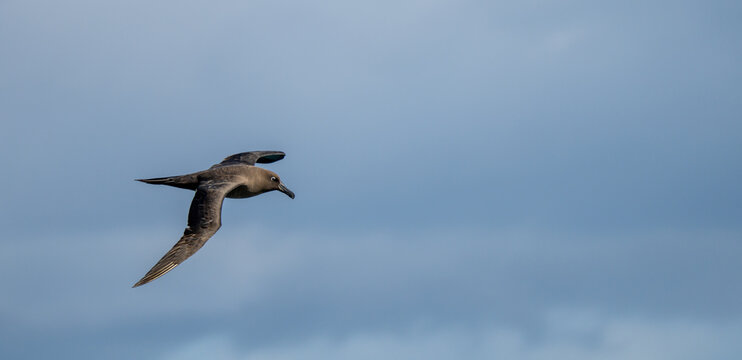 Dunkelalbatros (Phoebetria fusca) ein ru&szlig;schwarzer Albatros mit charakteristisch langen, schmalen Fl&uuml;geln und einem schmal auslaufenden Schwanz gleitet elegant im Segelflug durch die Luft