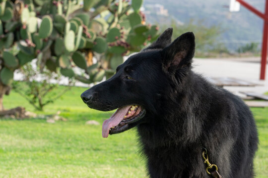 Perro pastor Alemán, línea de trabajo, negro solido, guardian, temperamento firme típico de la raza pura, líneas checas, perro de protección y perro de compañía. 