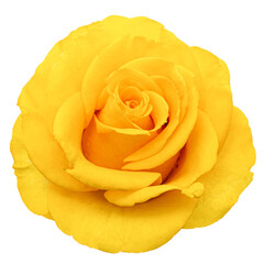 Yellow flower of rose, isolated on white background