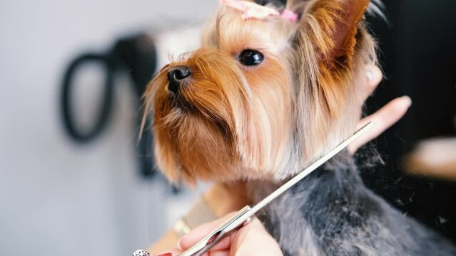 Professional grooming of a Yorkshire terrier dog in a grooming salon