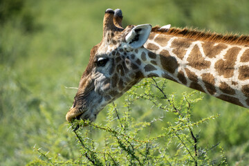 Fototapeta premium Majestic Wild Giraffe Feasting on Leaves