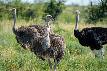 Flock of Wild Ostriches in the African Savannah