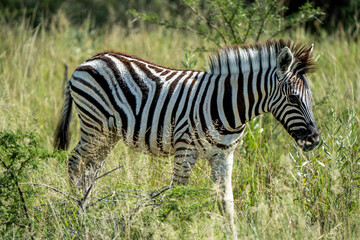 Adorable Wild Zebra Foal in the African Savanna