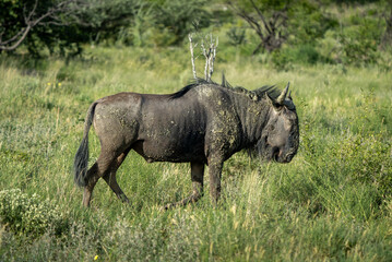 Majestic Wild Gnu in Grasslands