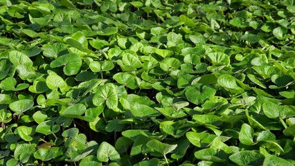 Foliage of Asarum canadense or Canada Wild Ginger, in the park. 