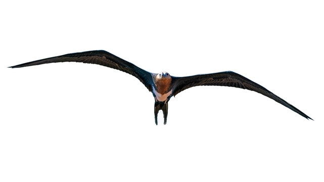 A curious Magnificent frigatebird	