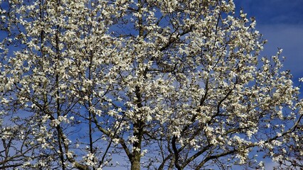 Tree branches with white flowers of Magnolia Soulangeana Alba Superba, against blue sky. 