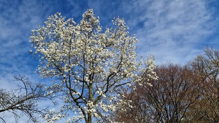 Obraz na płótnie Canvas Tree branches with white flowers of Magnolia Soulangeana Alba Superba, against blue sky. 
