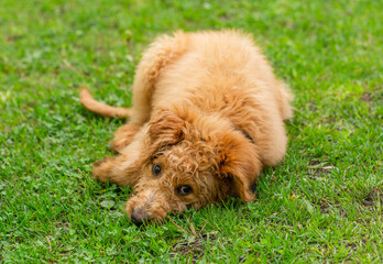 Fototapeta premium Puppy In Da Grass