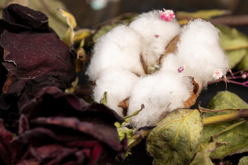 old dirty cotton flower with crumbs of dried roses and flowers