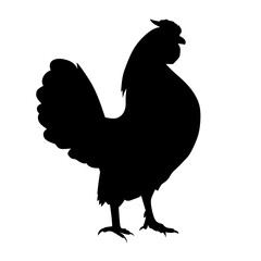 hen isolated on white