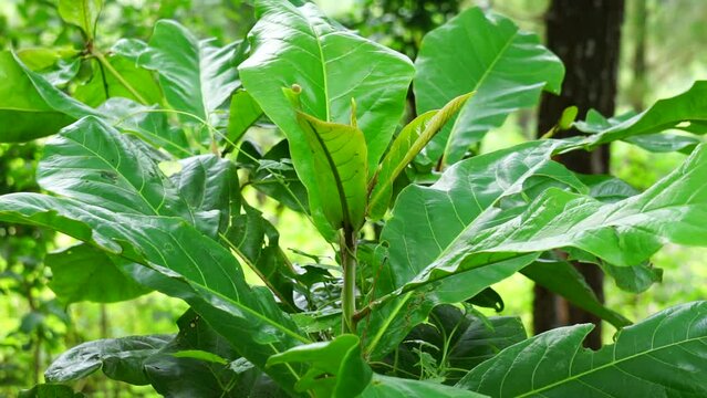 Terminalia catappa on the nature. Also called country almond, sea almond and tropical almond