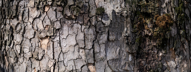 Relief texture of tree bark. Panoramic photo. old tree bark texture for a screensaver or design