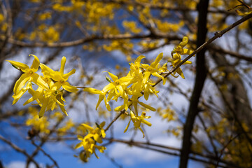 golden rain flowers, yellow flowers