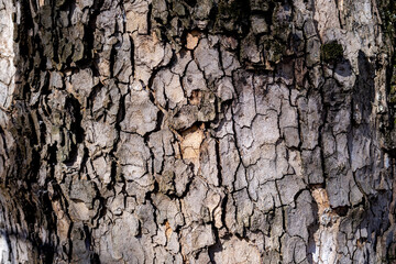 Relief texture of tree bark. old tree bark texture for a screensaver or design
