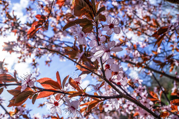  Apple tree in blossom. spring background. close-up flowers