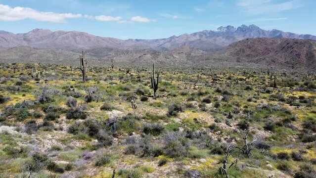 Drone Footage Of Saguaro Cactus & Wildflowers In the Arizona Desert Springtime 2023 With Four Peaks Mountain Range In Background. 