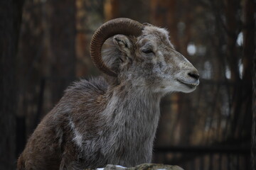 Portrait of a funny goat on a winter background