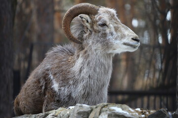 Portrait of a funny goat on a winter background