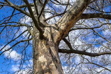 Tree branches against the blue sky